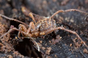 Media type: image;   Invertebrate Zoology 138139